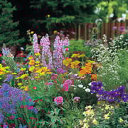 Deer Resistant Mix Bulk Wildflower Seeds, 1lb