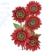 Rouge Royale Sunflower Seeds