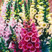 Foxglove, Mixed Colors Seeds Online Edition