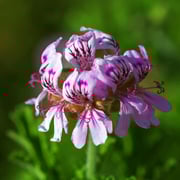 Geranium Essential Oil (Egyptian)