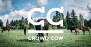 Buy Japanese Wagyu New York Strip Steak - Crowd Cow