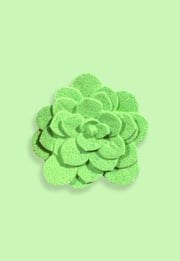 Succulent
