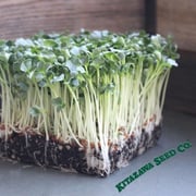 Radish Seeds - Microgreen - Daikon Minowase (Organic)