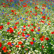Field of Dreams - Red, White & Blue Flower Seed Mix