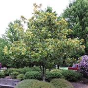 Bracken's Brown Beauty Magnolia Tree