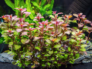 Mini Super Red Ludwigia (Ludwigia sp. "Mini Super Red")