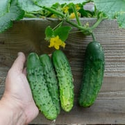 Patio Snacker Cucumber (F1 Hybrid 55 Days)
