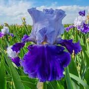 Purple Reign Bearded Iris