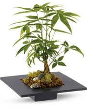 Money Tree