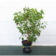 Mulberry Dwarf Everbearing Plant - 1 Gallon