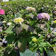 Rock-N-Roll™ Hydrangea