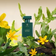 Canopy Bloom