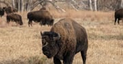 Rocky Mountain Arsenal Safari