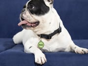 Pet Tags