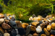 Green Jade Shrimp