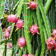 Dragon Fruit