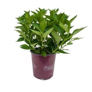 Magical® Amazone Hydrangea