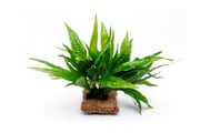 Java Fern Mat