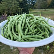Blue Lake 274 Bush Bean (53 Days)