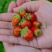 'Tristan' Everbearing Strawberry (Fragaria)