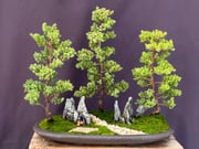 Juniper Bonsai Tree - Three Tree Forest Group(juniper procumbens nana)