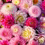 Dahlia Bulbs (Ball & Decorative) - Shirley Mix