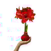 Crimson Red Waxed Amaryllis Bulb‎ with red blooms