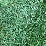 St. Augustine CitraBlue Premium Grass Plugs