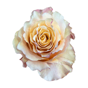 Carpe Diem Garden Like Roses