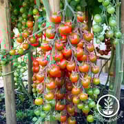 Tomato Seeds - Cherry - Supersweet 100 Hybrid