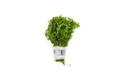 Hemianthus Micranthemoides (Pearl Weed)