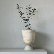 Olive Tree, Potted