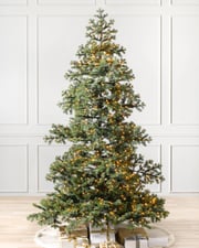Yukon Spruce