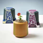 Flower Grow Kits