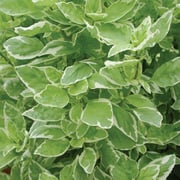 PESTO PERPETUO