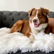 Matching Buddy Dog Blanket