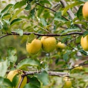 5-N-1 Apple