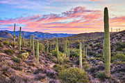 United flights to Phoenix