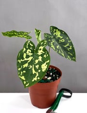 Alocasia Hilo Beauty