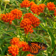Butterfly Milkweed