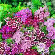 Sweet William Seeds - Dwarf Wee Willie Mix