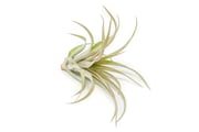 $15 Overstock Special - Tillandsia 'XL Capitata Red' Air Plants