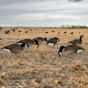 Fully Flocked Canada Goose Silhouettes