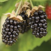 MARIONBERRY