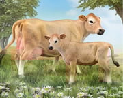 Jersey Cow