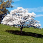 Shop for Sale | FastGrowingTrees.com