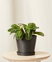Neon Prayer Plant
