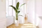 Indoor banana plant | 3D model