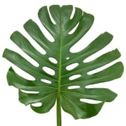 Monstera Leaf - 40 Stem Bunch