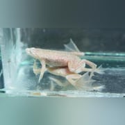 Blond Dwarf Frog (army of 3)